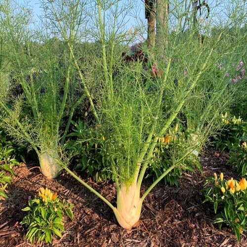 Fennel Plant Seeds Green Heirloom Non-GMO High Germination Organic Garden Seeds for Planting