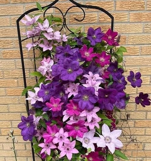 Mixed Climbing Clematis Flower Seeds Heirloom Non-GMO High Germination Organic Garden Seeds for Planting