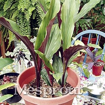 greenkaempferiaheirloomnongmo flower seeds