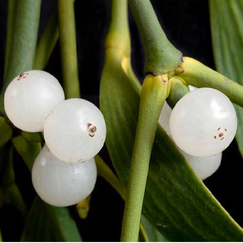 Mistletoe Fruit Seeds White Heirloom Non-GMO High Germination Organic Garden Seeds