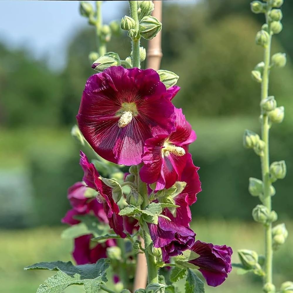 Semillas de malvarrosa granate – Cimarrón, sin OGM, alta germinación