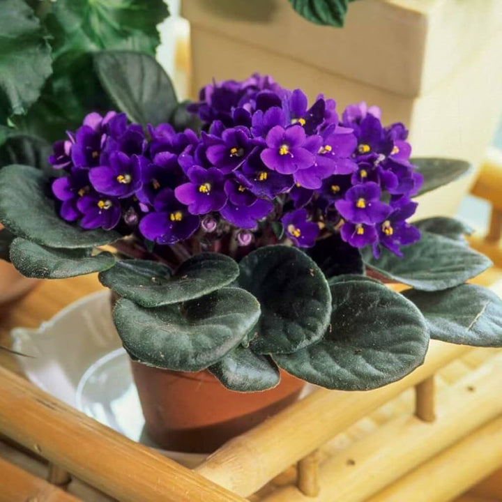 Dark Purple Saintpaulia Flower Seeds for Planting – Heirloom Non-GMO High Germination