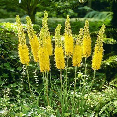 Yellow Eremurus Flower Seeds – Heirloom Non-GMO High Germination Organic Seeds