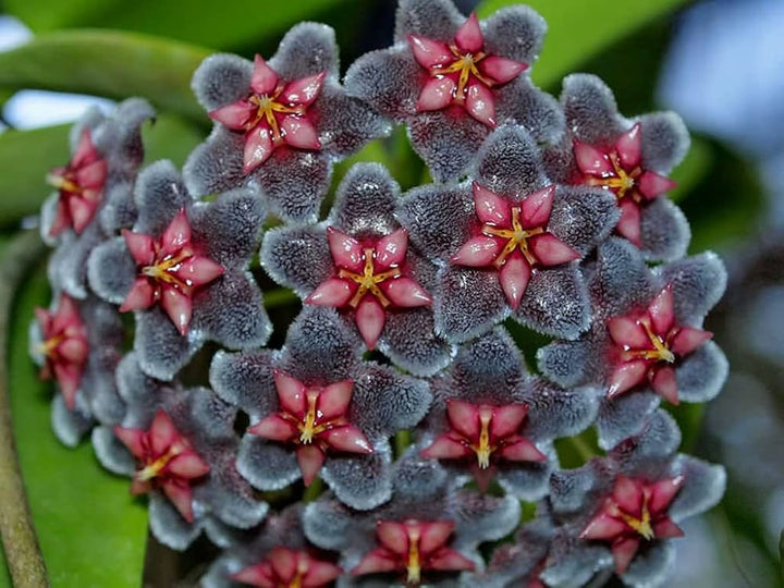 Semillas de Hoya Negra para Sembrar – Semillas de Jardín Orgánicas de Alta Germinación, sin OGM, de Herencia Familiar