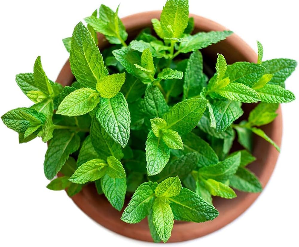 Peppermint and Spearmint Herb Seeds for Planting – Organic, Heirloom, Non-GMO