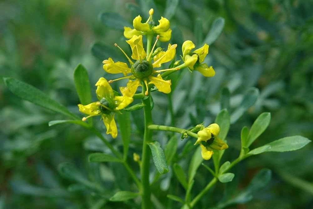 Ruta Graveolens Seeds for Planting – Heirloom Non-GMO High Germination Seeds