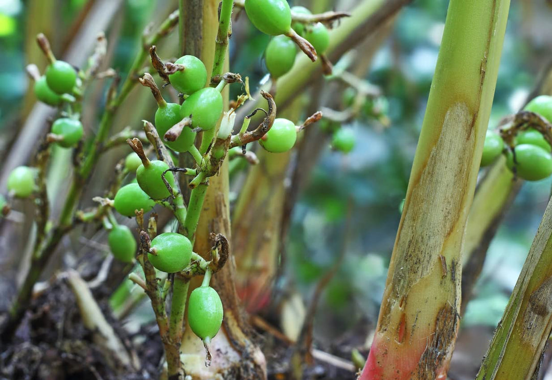 Black Cardamom herb seeds