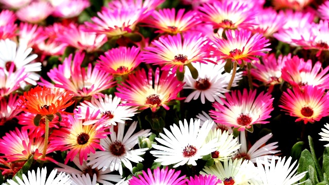 Mixed Mesembryanthemum Flower Seeds – Heirloom, Non-GMO, High Germination Seeds