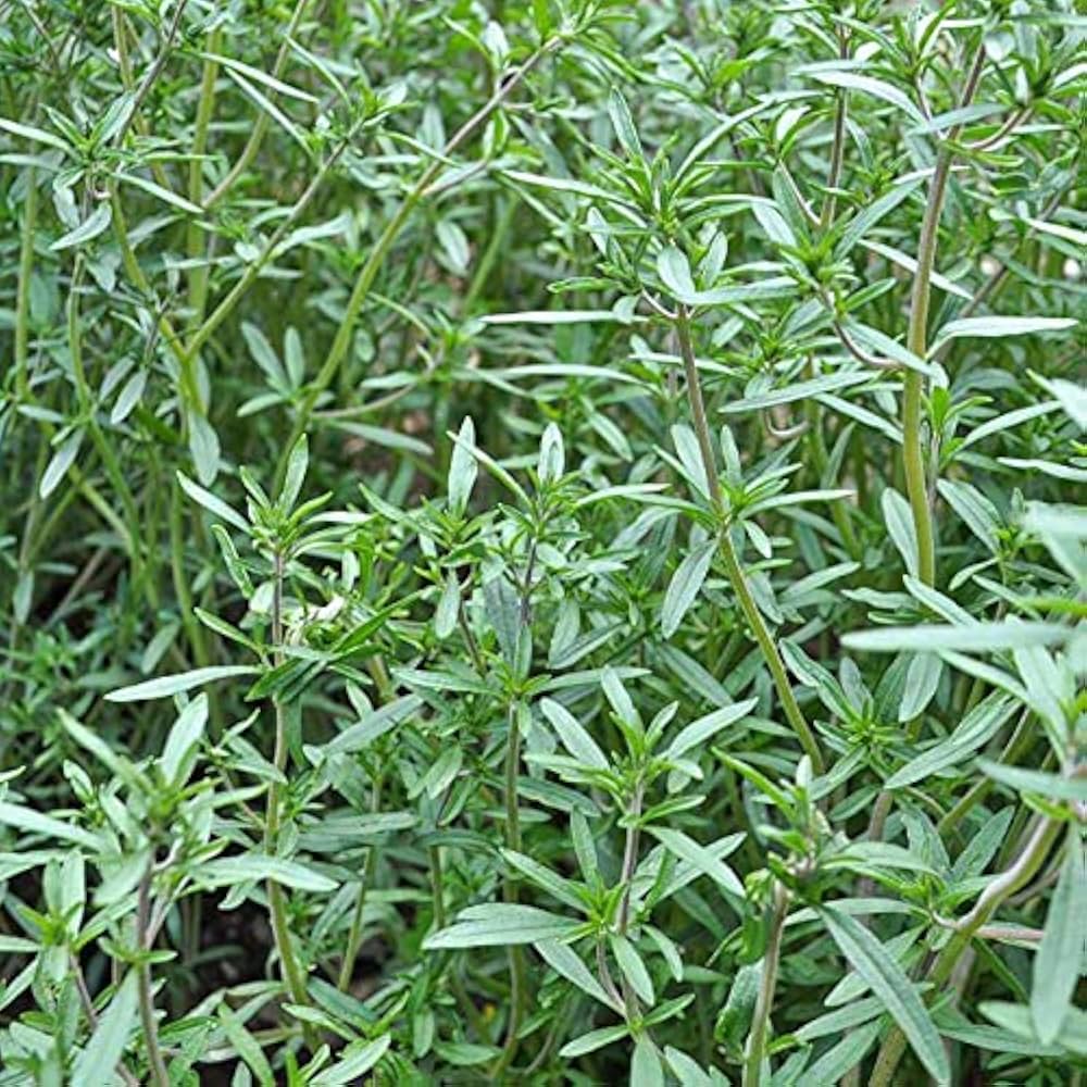 sommer savory flower seeds