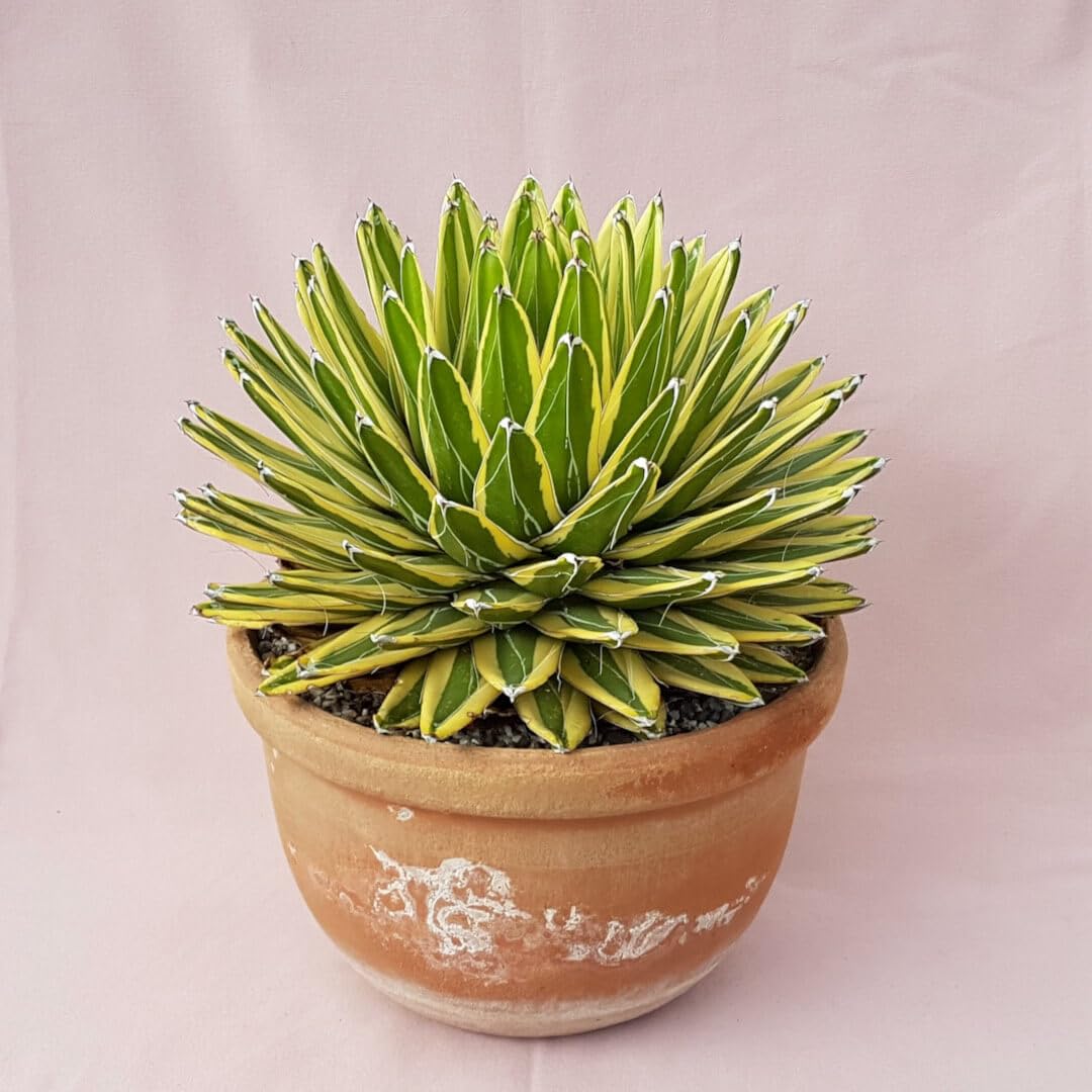Victoriae Plant herb seeds