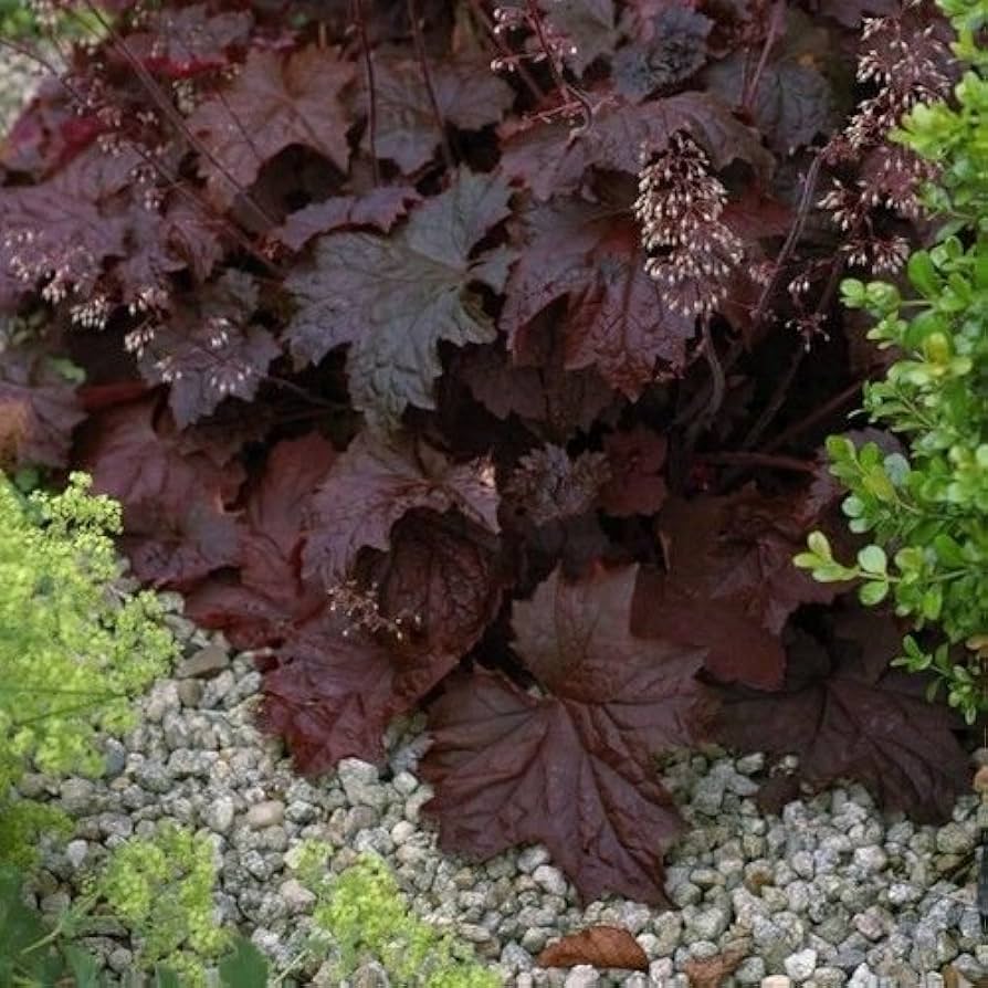 purple purple flower seeds