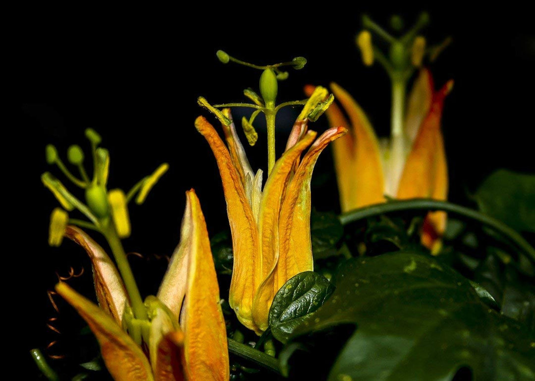 Yellow Passiflora Flower Seeds Heirloom Non-GMO High Germination Organic Seeds
