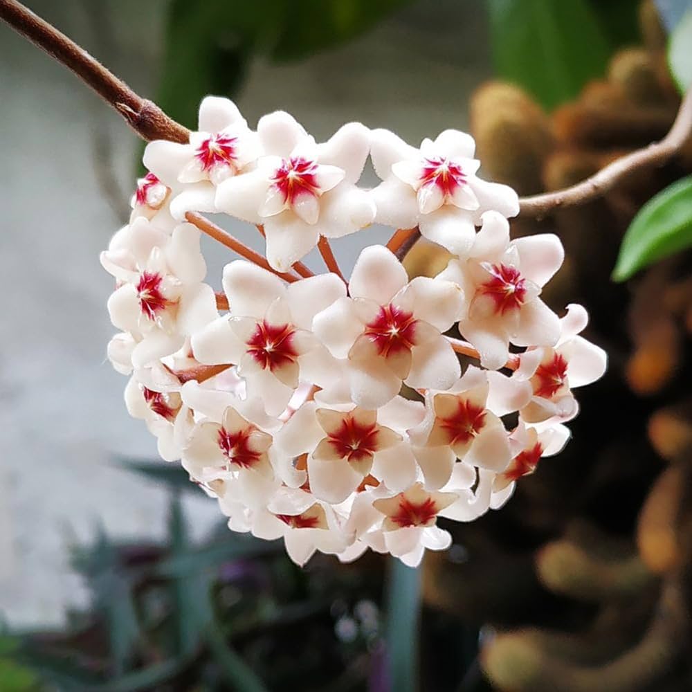 hoya carnosa flower seeds