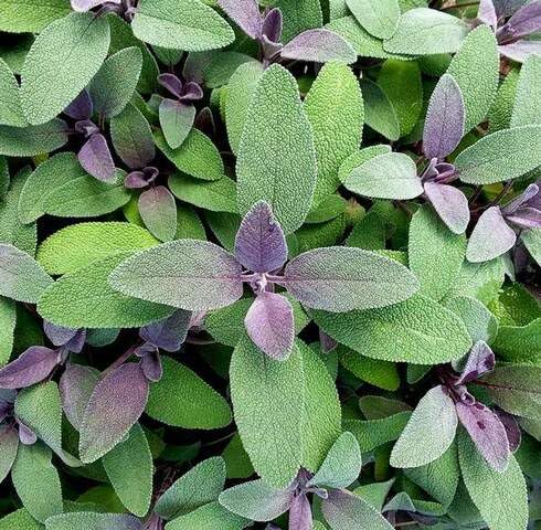Purpur-Salbei-Pflanzensamen Erbstück gentechnikfrei hohe Keimrate Bio-Gartensamen zum Pflanzen