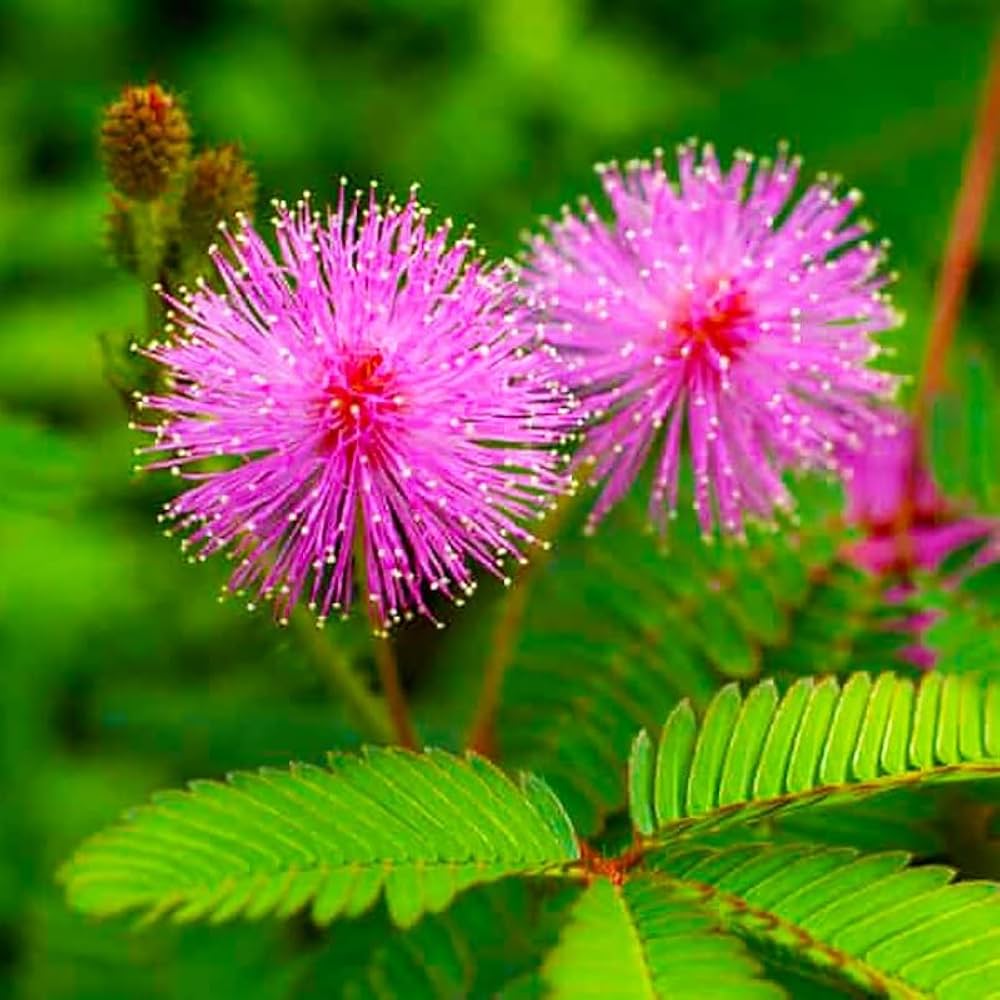 pink heirloom flower seeds