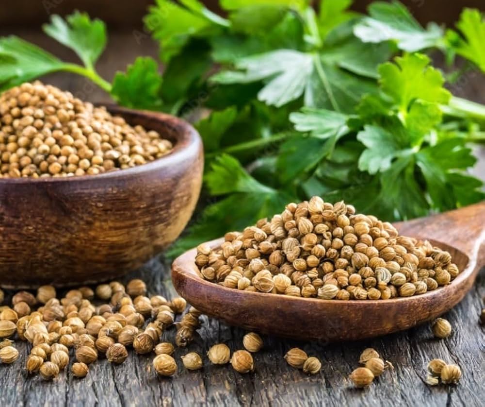 Green Cilantro herb seeds