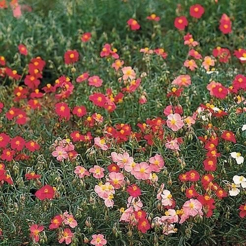 Semillas de Heliantemo Mutabile Rojo – Semillas de Jardín Orgánicas de Alta Germinación No Transgénicas de Herencia para Siembra
