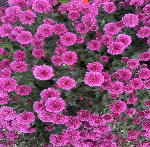 pinkchrysanthemumflowerheirloomnongmo flower seeds