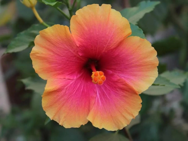 Pink Orange Hibiscus Flower Seeds – Heirloom, Non-GMO, High Germination Seeds