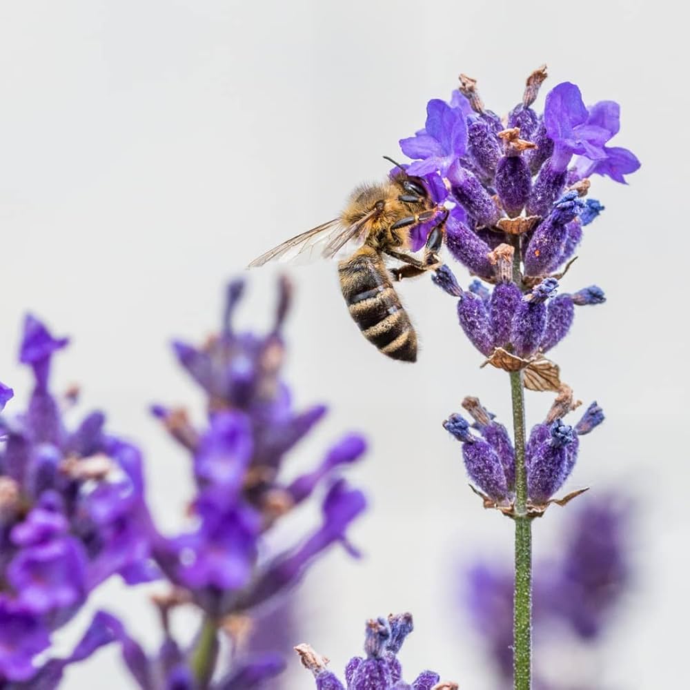 lavender of flower seeds