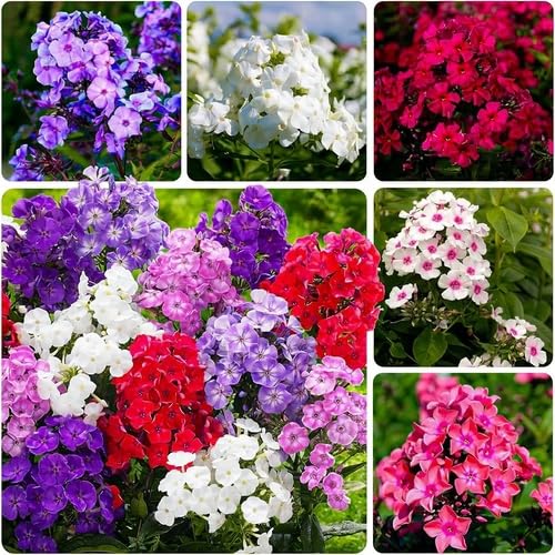 Mixed Phlox Flower Seeds Heirloom Non-GMO High Germination Organic Garden Seeds for Planting