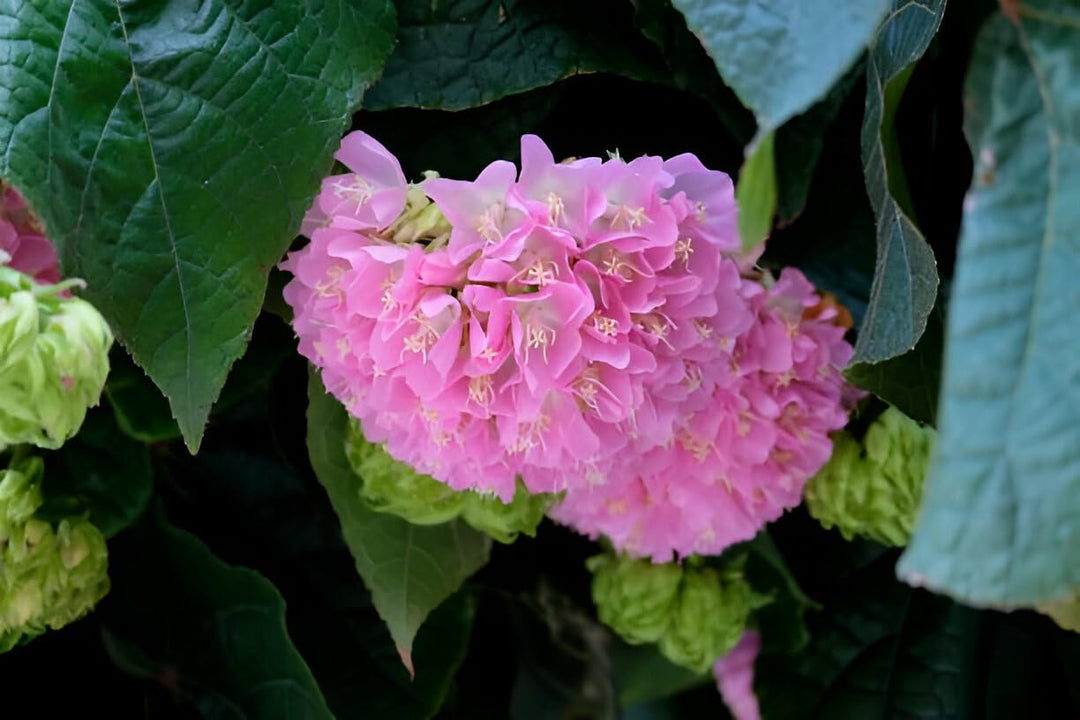 Pink Dombeya Flower Seeds – Heirloom Non-GMO High Germination Seeds for Planting