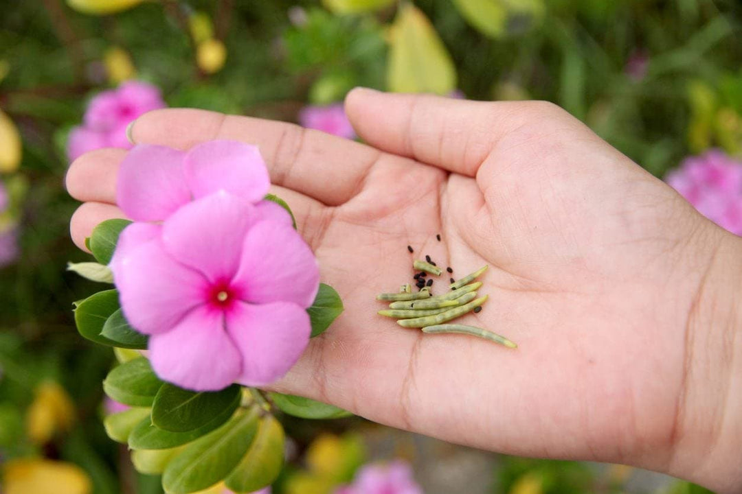 peach vinca flower seeds