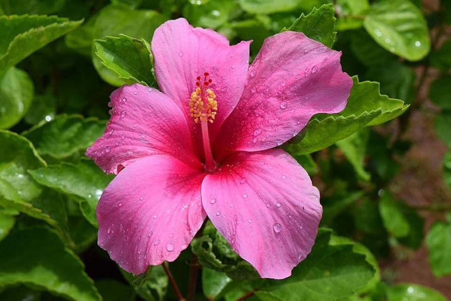 hibiscus amethyst flower seeds