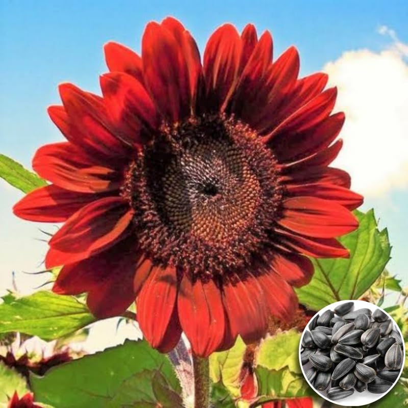red sunflower flower seeds