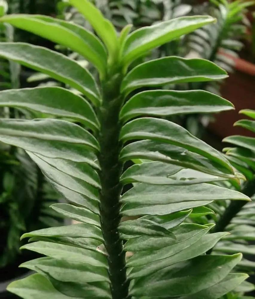 Green Pedilanthus herb seeds