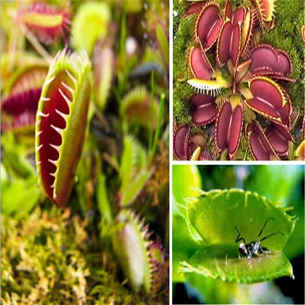 venus flytrap flower seeds