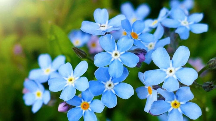 Blue Hawthorn Flower Seeds – Heirloom, Non-GMO, High Germination Seeds