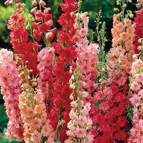 Delphinium Flower Seeds – Heirloom, Non-GMO, High Germination Organic Garden Seeds for Planting