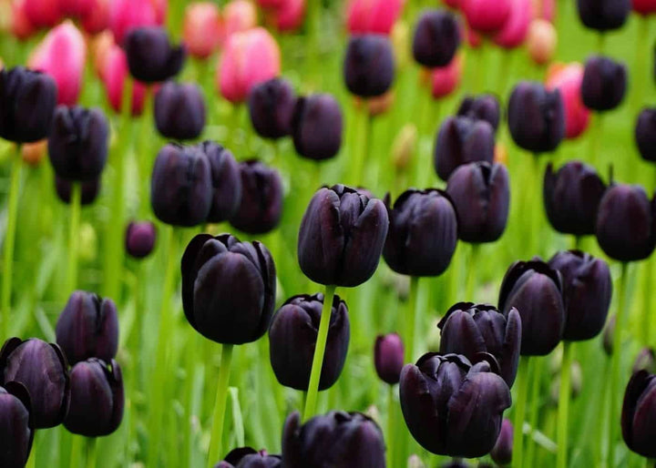 Black Tulip Flower Seeds Perennial – Heirloom Non-GMO High Germination Garden Seeds