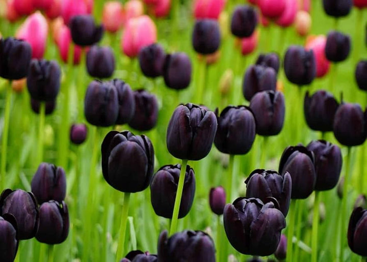 Giant Tulip Flower Seeds Black – Heirloom Non-GMO High Germination Seeds