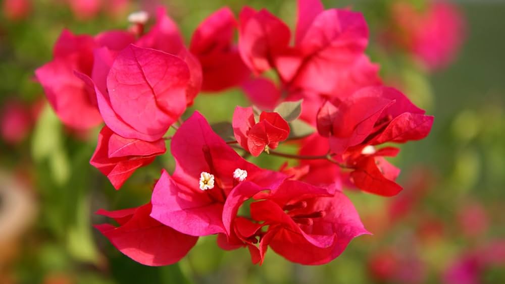 Giant Red Bougainvillea Flower Seeds Heirloom Non-GMO High Germination Organic Garden Seeds for Planting