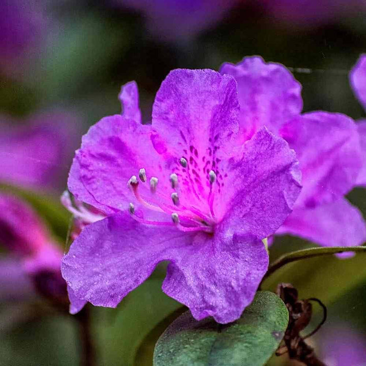 Azalea Flower Seeds Purple for Planting – Heirloom Non-GMO High Germination Organic Seeds