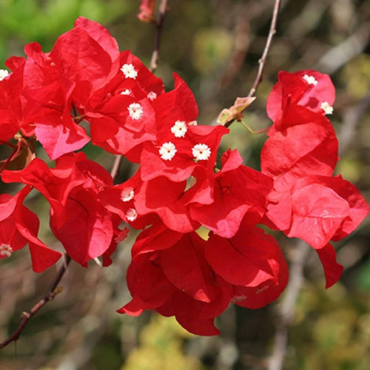 Red Climbing Bougainvillea Flower Seeds Heirloom Non-GMO High Germination Organic Garden Seeds for Planting