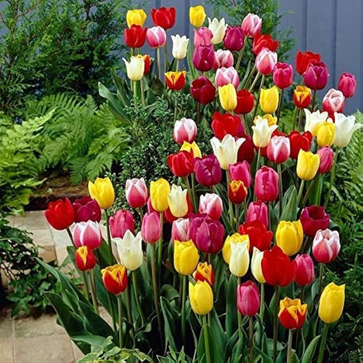 Tulip Bulbs for Planting Seeds for Planting