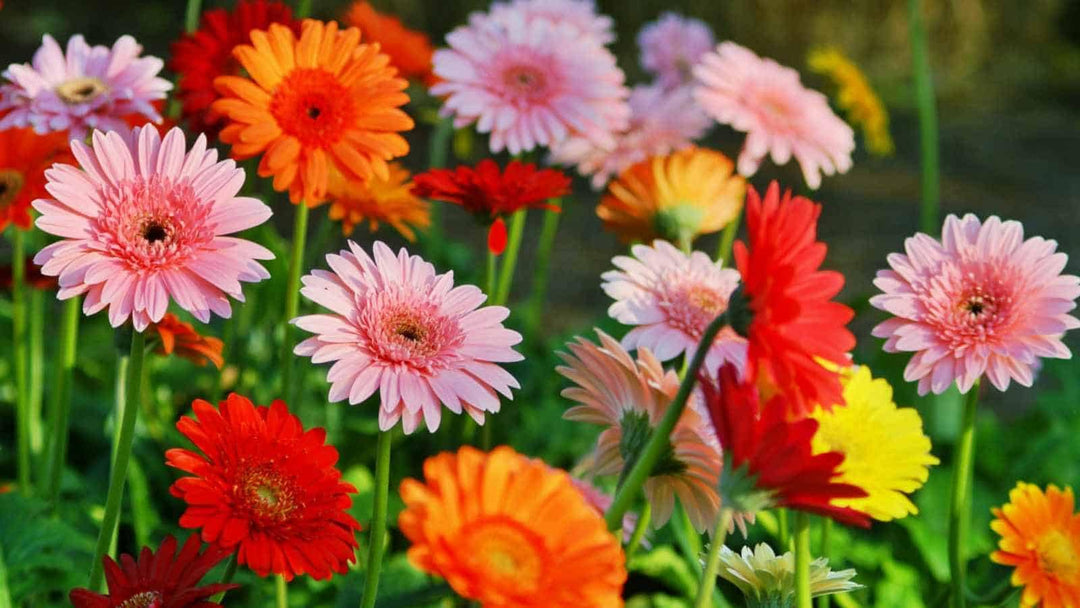 Perennial Daisy Flower Seeds – Heirloom, Non-GMO, High Germination Organic Seeds