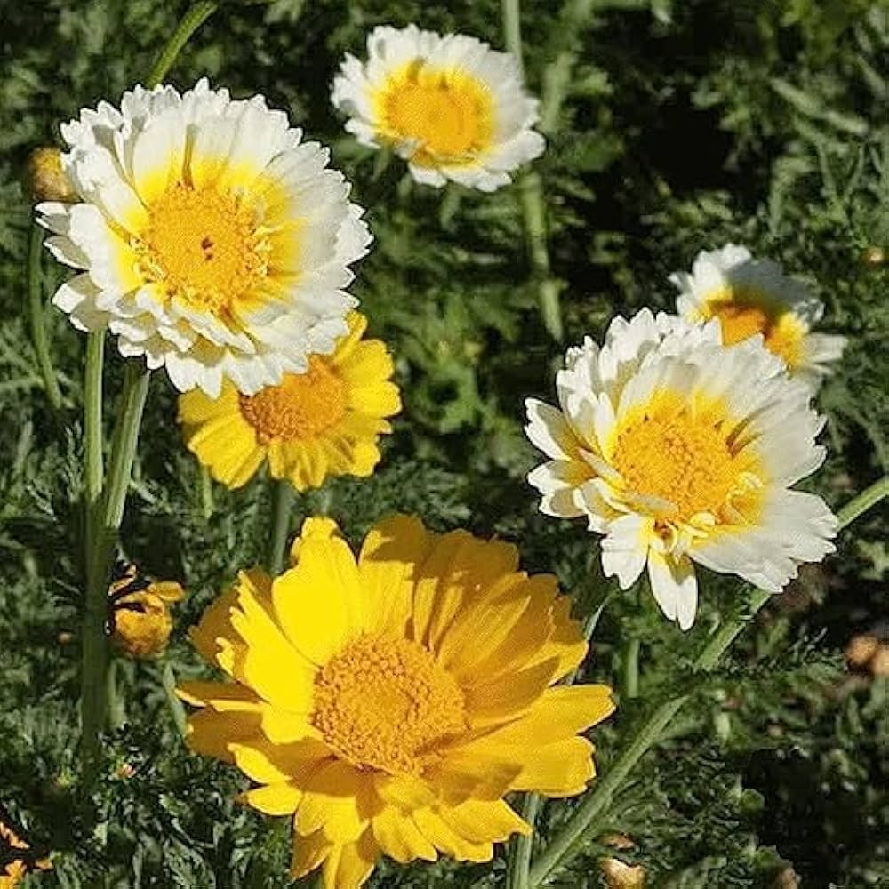 Chrysanthemum Chrysanthemum herb seeds