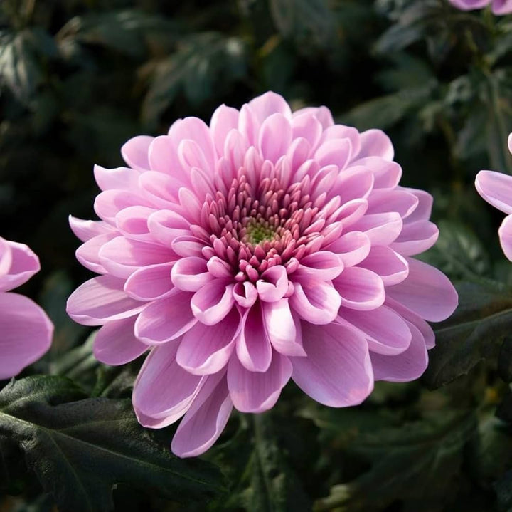 Pink Perennial Chrysanthemum Flower Seeds – Heirloom, Non-GMO, High Germination Organic Garden Seeds for Planting Seeds for Planting
