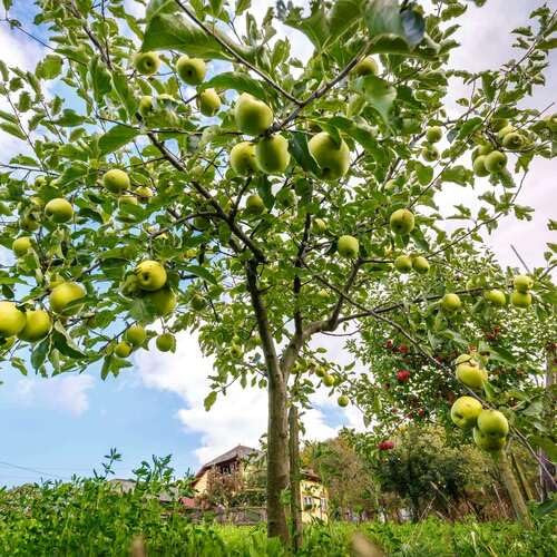 Green Apple Tree Seeds – Heirloom, Non-GMO, High Germination Organic Garden Seeds