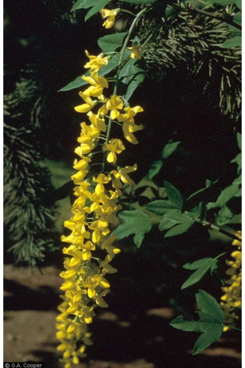 golden yellow flower seeds