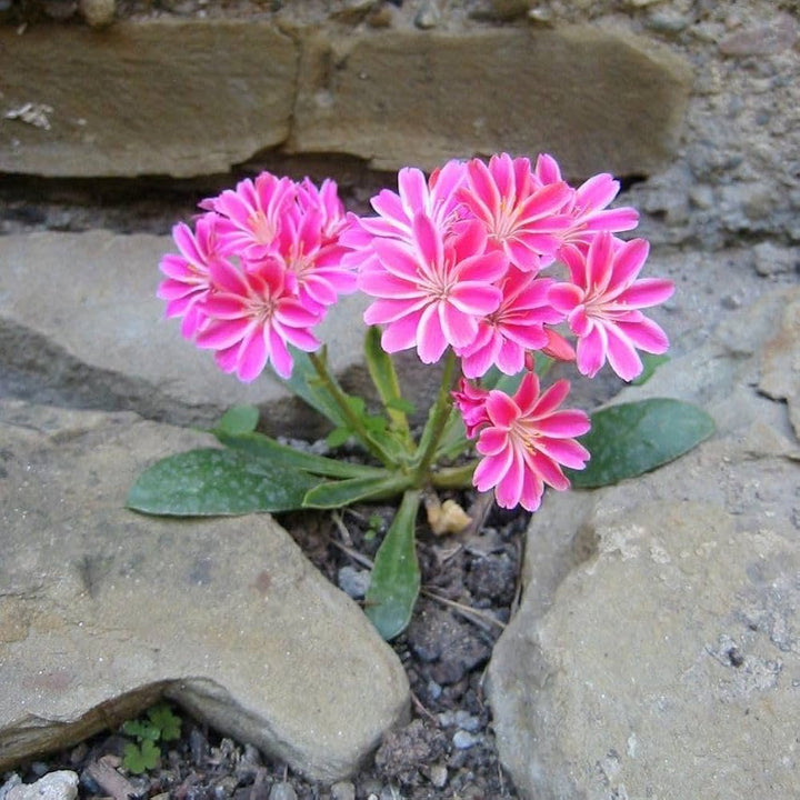 Lewisia Flower Seeds Pink – Seeds for Planting, Heirloom, Non-GMO, High Germination Organic Garden Seeds