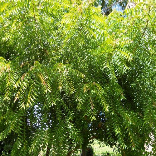 green neem flower seeds