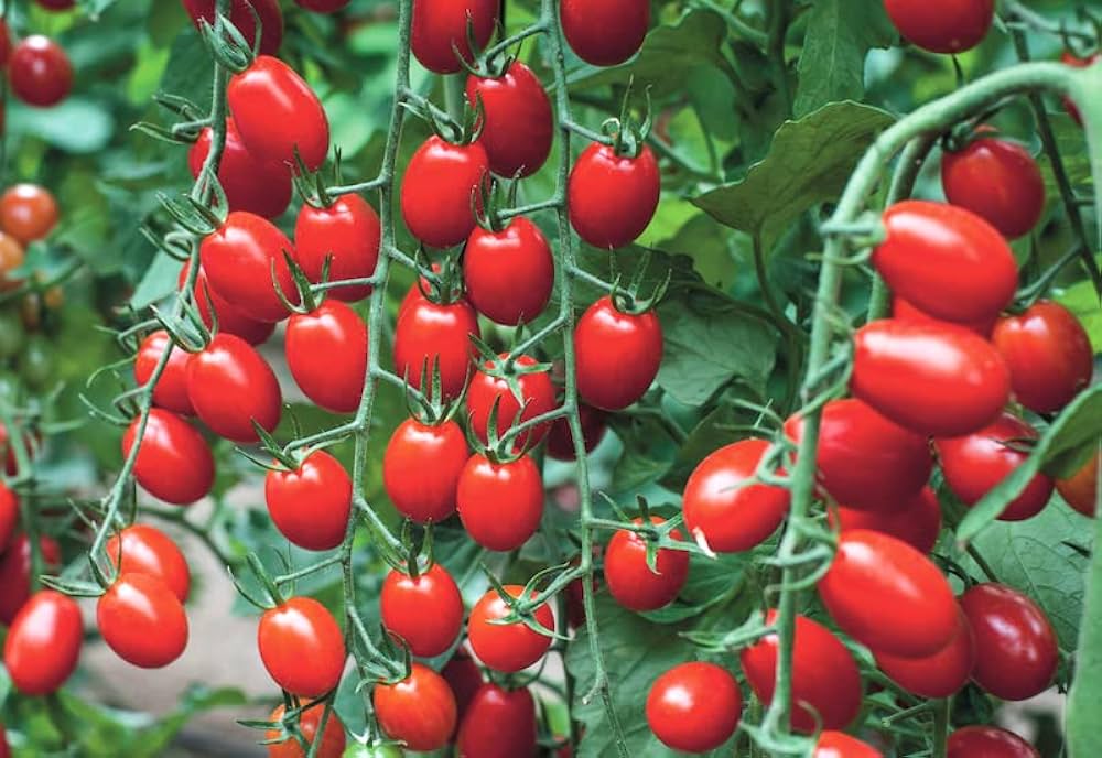 tomato for flower seeds