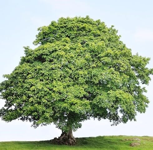 green sycamore flower seeds