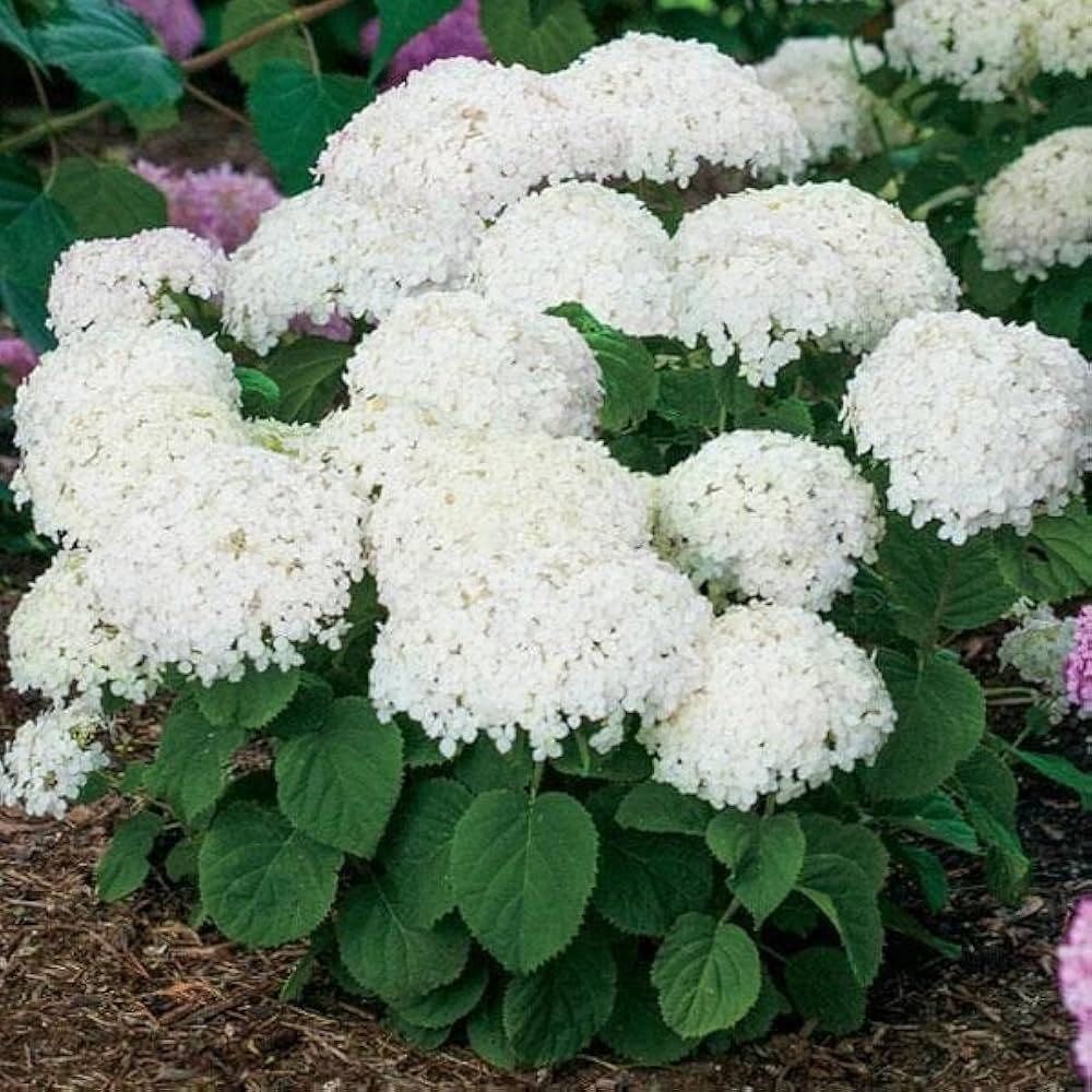native hydrangea flower seeds