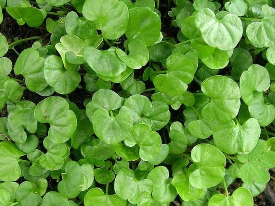 Dichondra Repens herb seeds